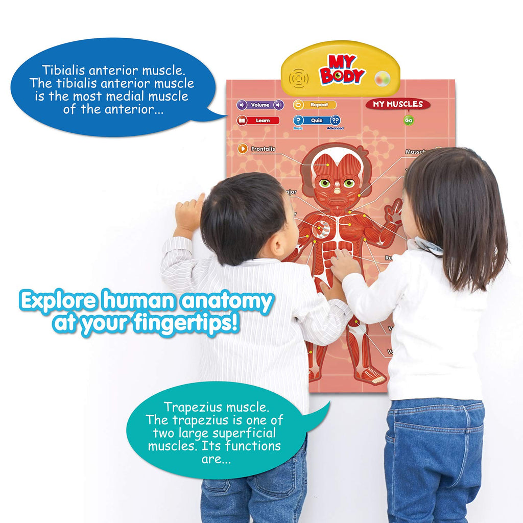 Human Anatomy I-Poster