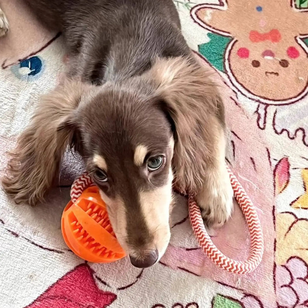 Interactive Dog Toy Balls – Treat Dispensing Rope & Rubber Chew Balls for Dogs